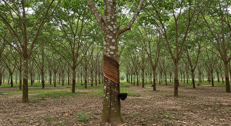 rubber tree