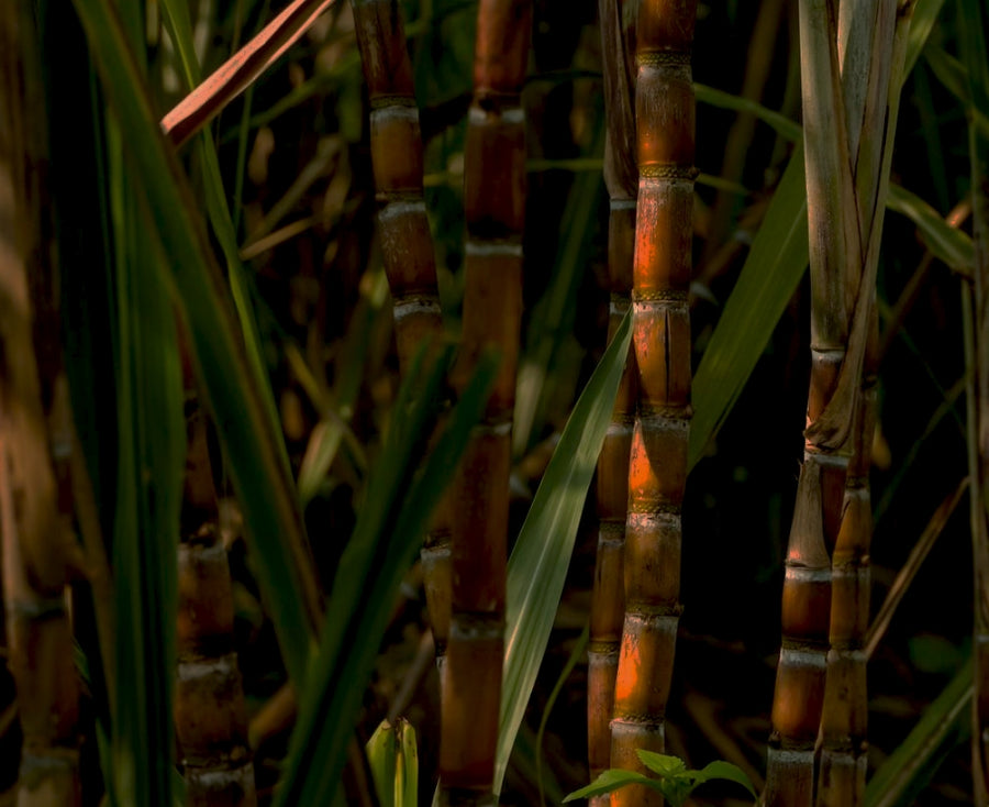 Sugar cane, the source of BioCool fabric
