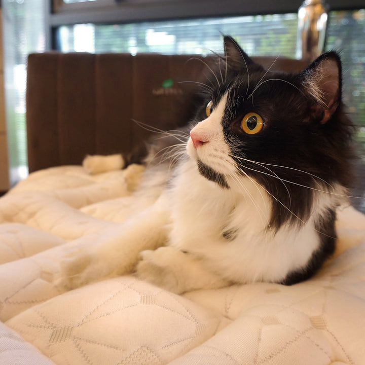 Cat on Getha Pet Bed