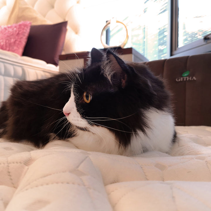 Cat enjoys on Pet Bed
